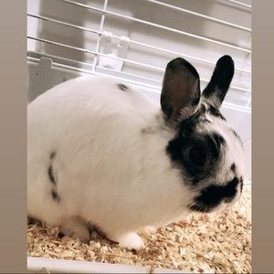 Meet your Posher, Jessabelle